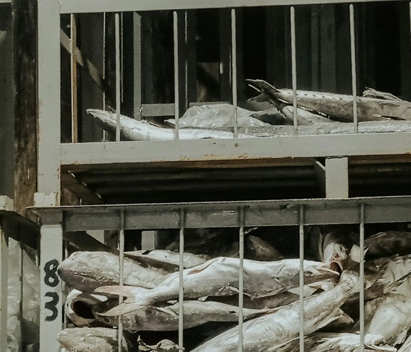 Close view of frozen fish in commercial cold storage