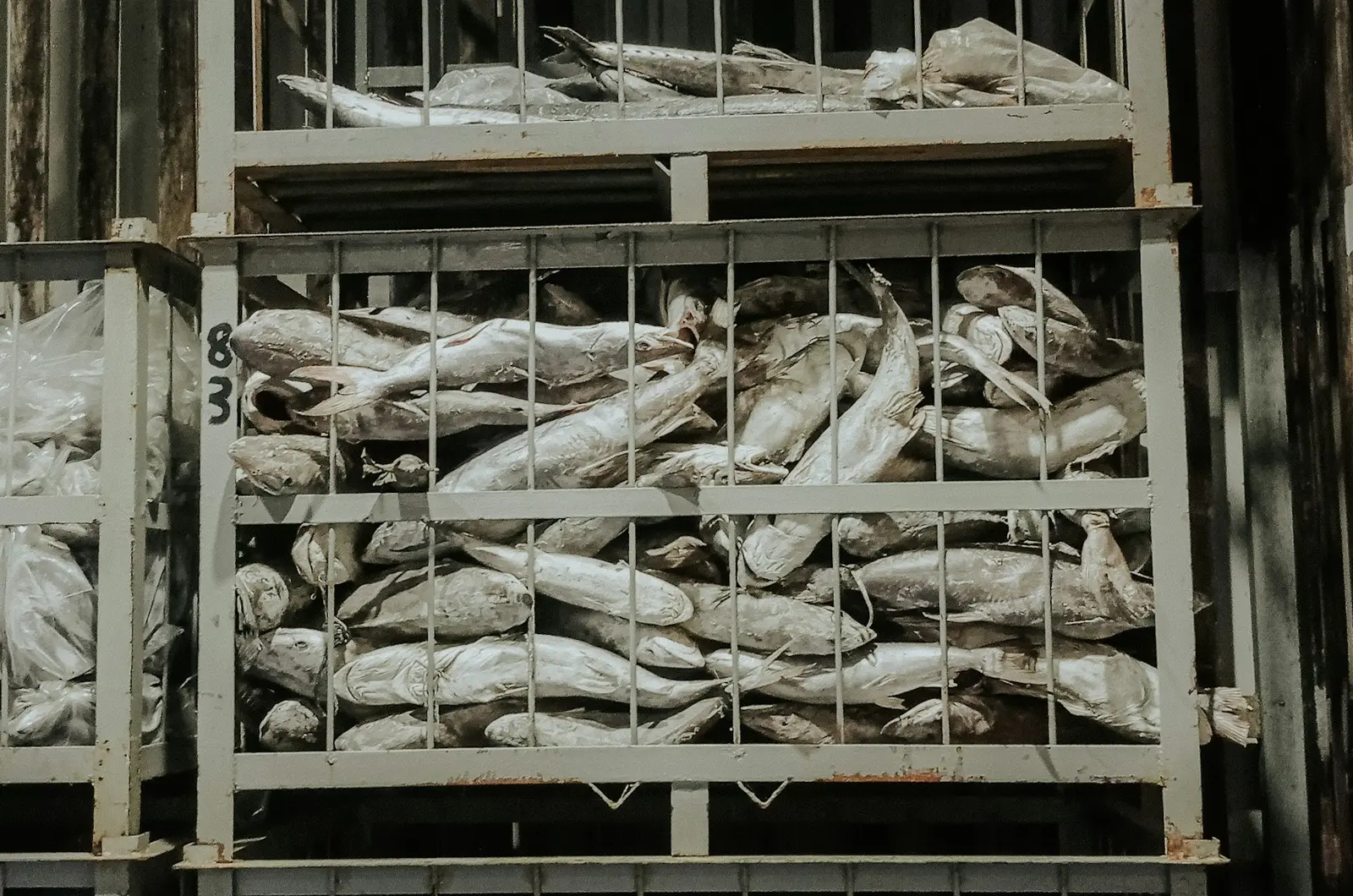 Frozen fish in commercial cold storage