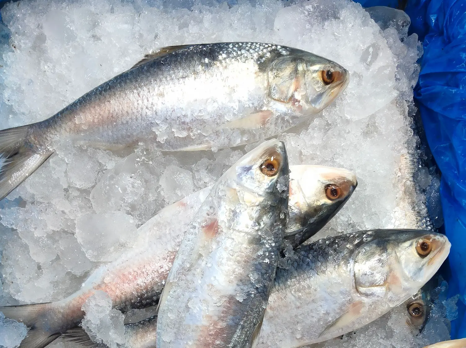 Herring arranged on crushed ice