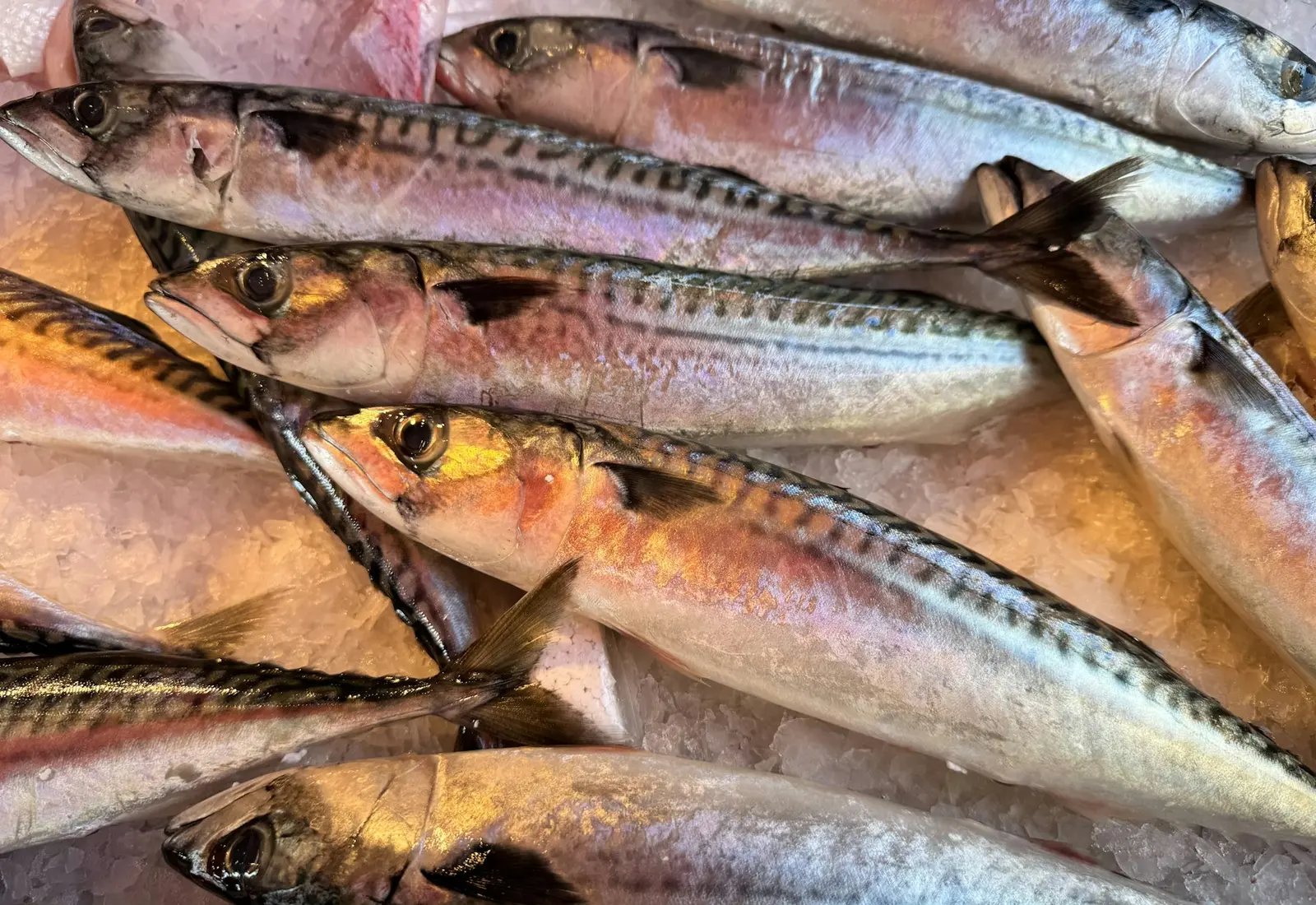Whole mackerel arranged on ice